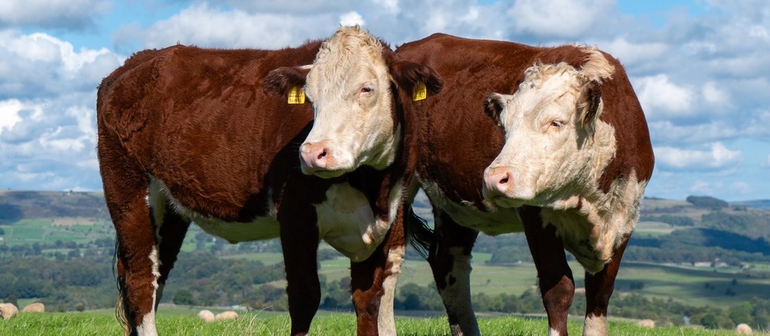 Two Hereford cattle at New Close Farm, Over Haddon