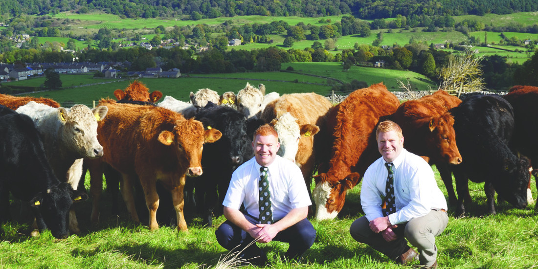 Ginger Butchers Tom and Ed with calves